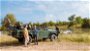 People on a safari in Kruger National Park in South Africa
