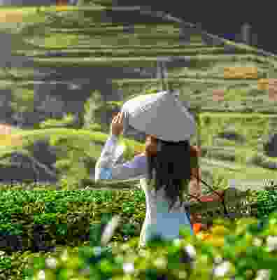 Women wearing traditional Vietnam hat in green tea field.
