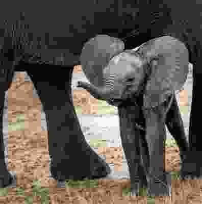 Baby elephant in National Park in Kenya