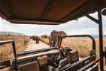 Kenya Safari Adventure