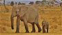 Elephants on safari in Tanzania